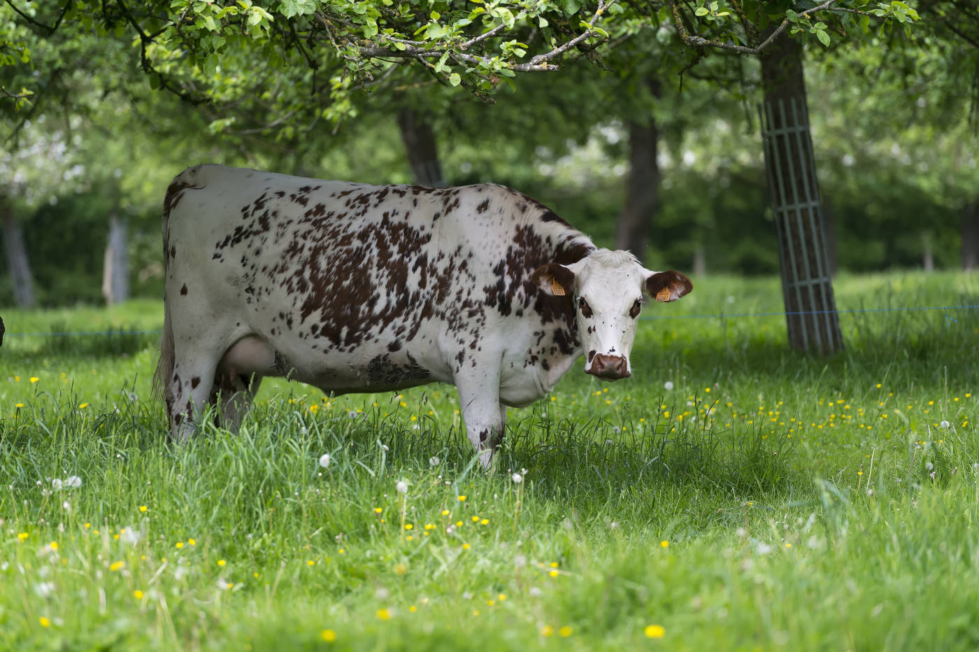 la-vache-normande-manormande-2