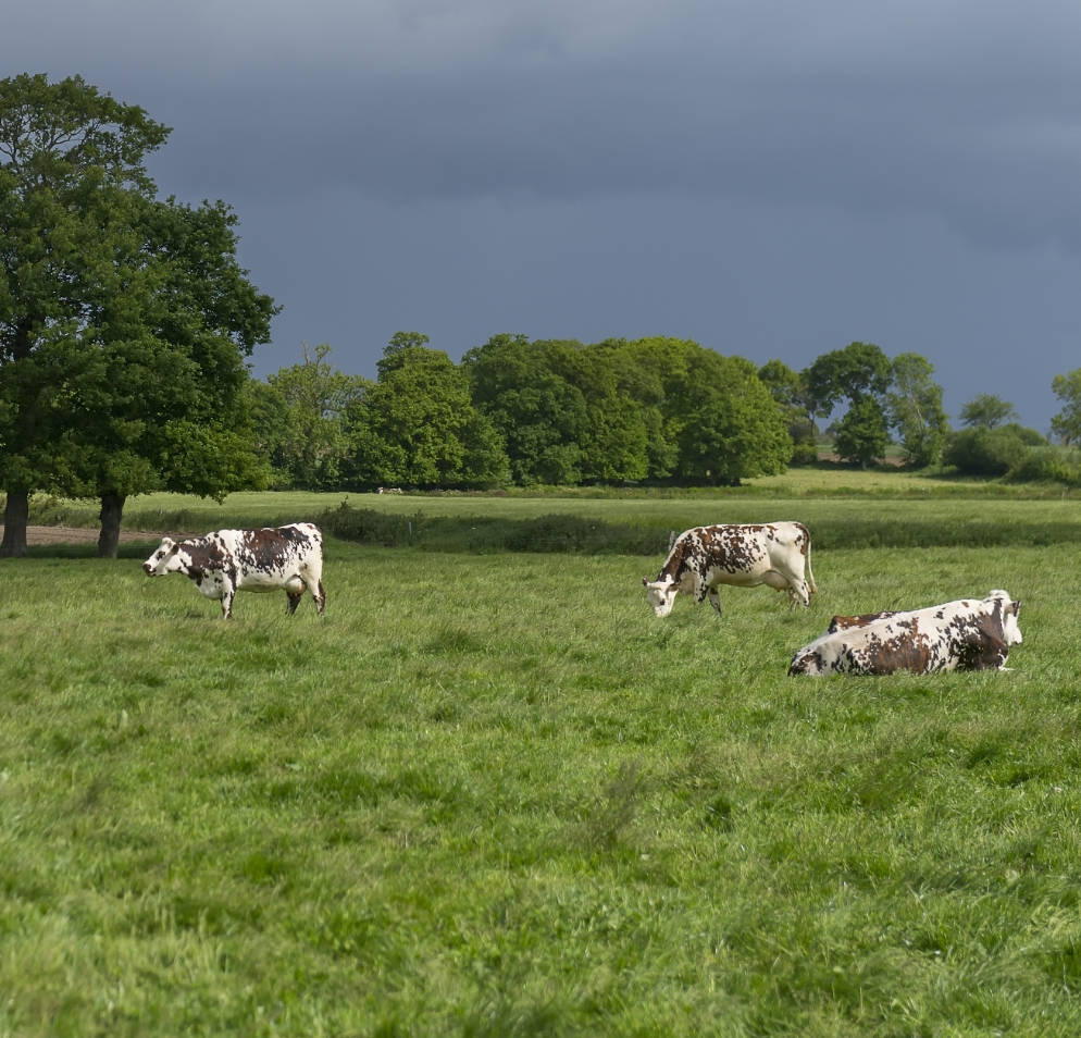 son-histoire-manormande