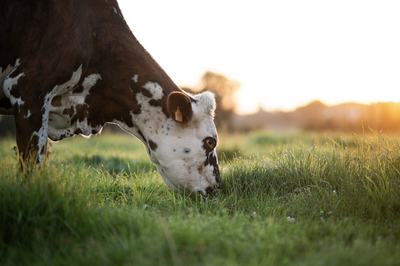 vache-de-bon-temperament-manormande-2