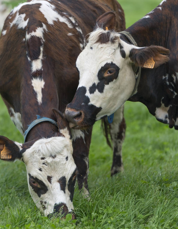 vache-de-bon-temperament-manormande