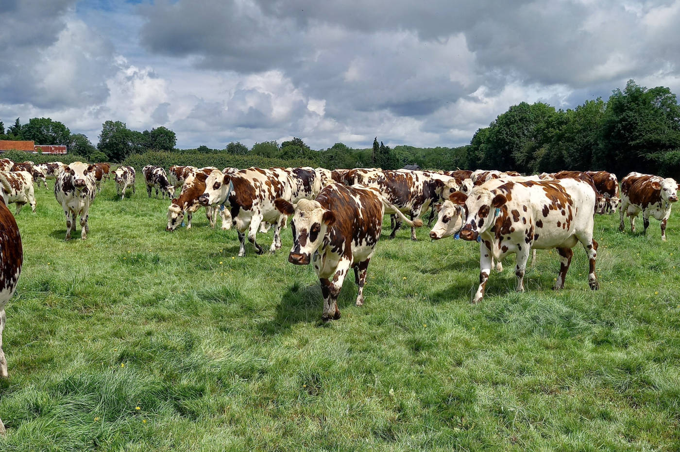 vaches-rustiques-E.BEAULEVEQUE ©D.Bauchot.045